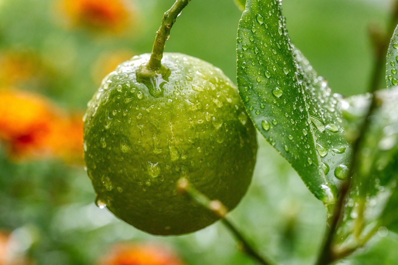ISO 9001HR — Quality Management Applied to HR Processes